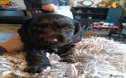 Cocker Spaniel dogs for sale: Stunning pedigree cocker spaniel puppies  - Image 2