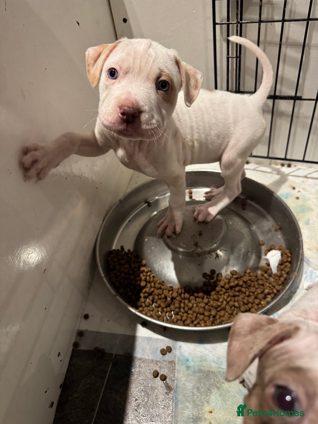 Staffordshire Bull Terrier dogs for sale: Staffy x shar pei pups  - Advert 10