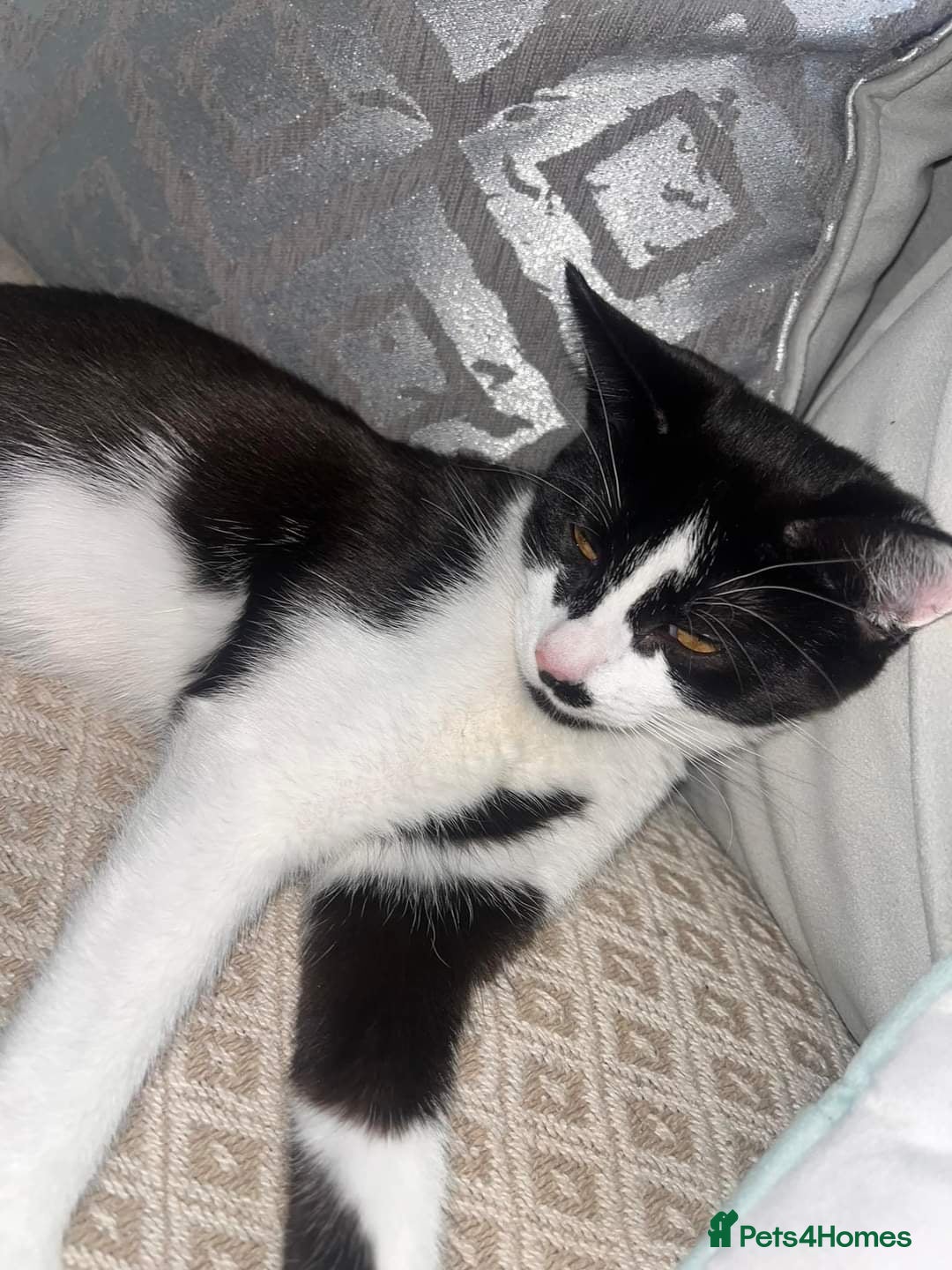 Mixed Breed cats for sale: Loving family tuxedo girl  - Advert 4