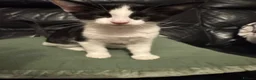 Mixed Breed cats for sale: Peterbald x Kittens in Dalkeith - Advert 16