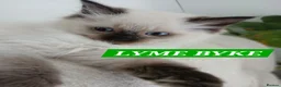 Ragdoll cats for sale: 5 Gorgeous 1/2 Pedigree Ragdoll Kittens 💖 - Advert 13