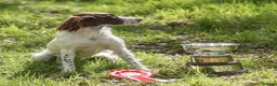 English Springer Spaniel dogs for sale: First class puppies - Advert 5