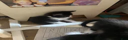 Scottish Fold cats for sale: Scottish fold cross x kittens for sale  - Advert 13