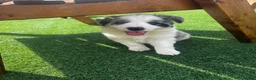 Border Collie dogs for sale: Beautiful border collie puppies  - Advert 3