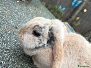 Mini Lop rabbits Female mini lop - Advert 1