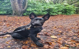 German Shepherd dogs for sale: gorgeous kc reg working blood line German Shepard  - Image 37