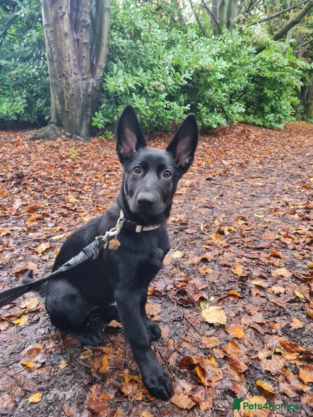 German Shepherd dogs for sale: gorgeous kc reg working blood line German Shepard  - Image 37