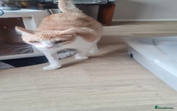 Mixed Breed cats for adoption: Lovely Theo is looking for a furever home - Image 4
