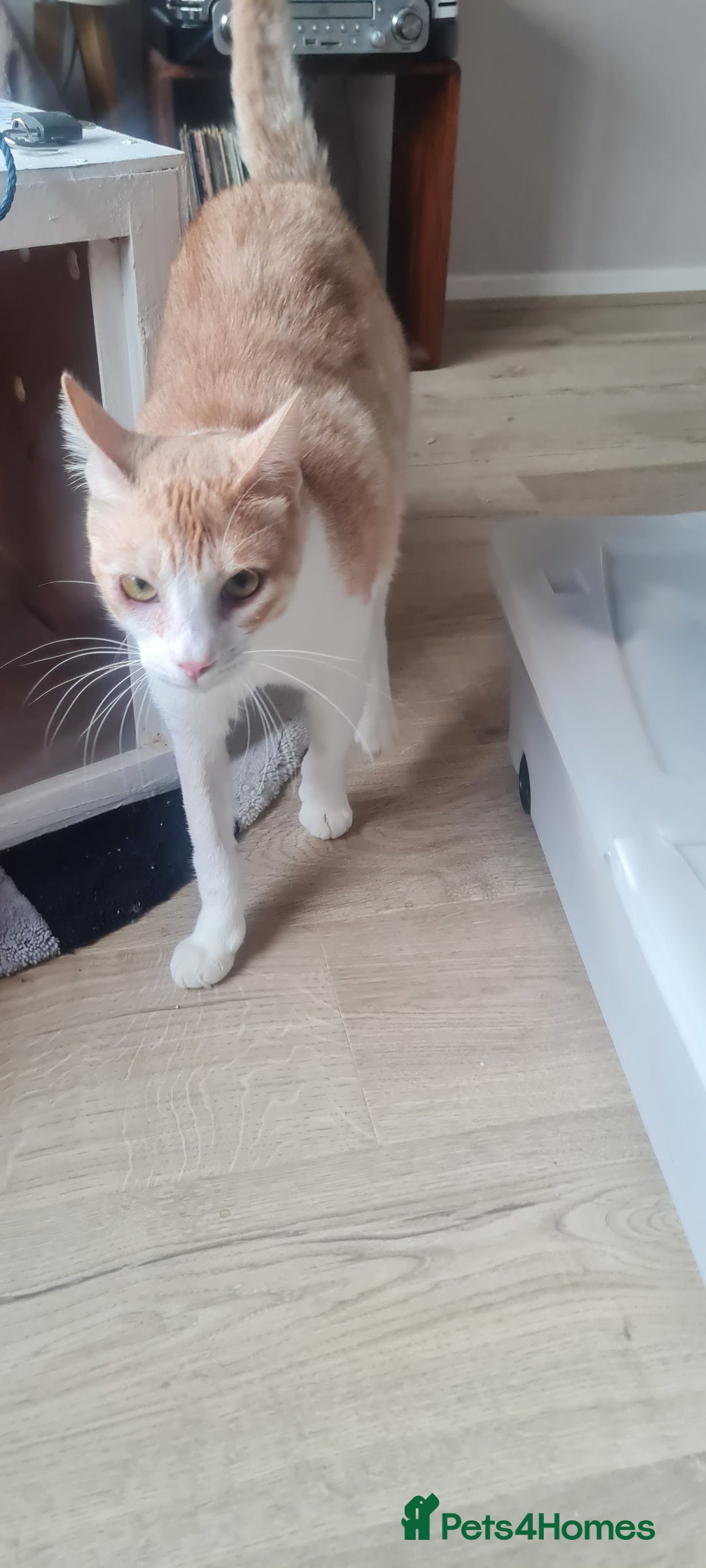 Mixed Breed cats for adoption: Lovely Theo is looking for a furever home - Image 4