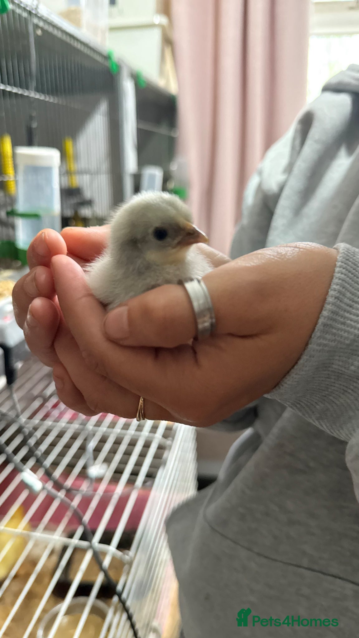 Chickens poultry Lavender Cuckoo Pekin Bantam Chicks  - Advert 1