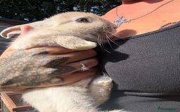 Mixed Breed rabbits for sale: Baby bunny’s  - Image 4