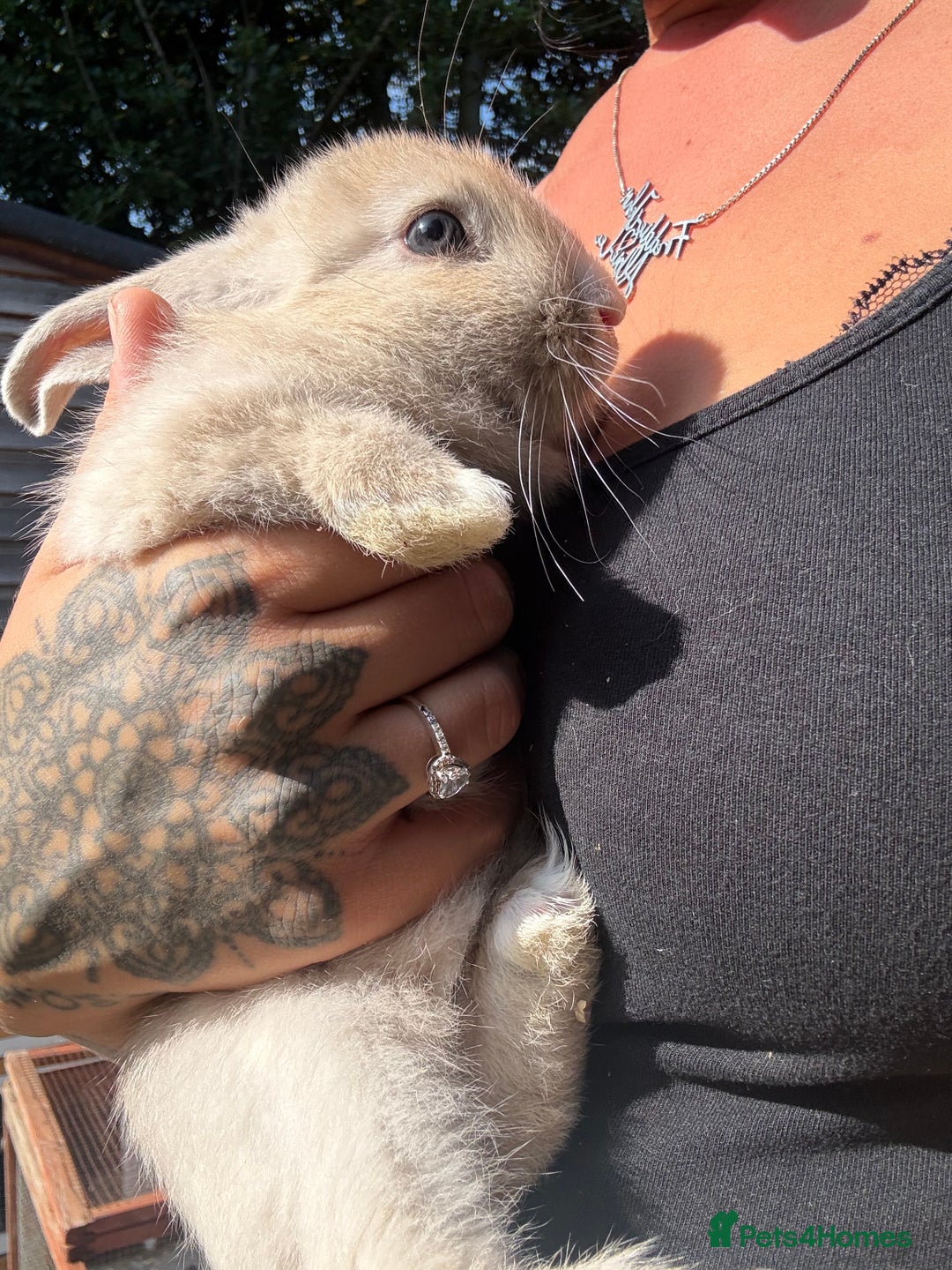 Mixed Breed rabbits for sale: Baby bunny’s  - Image 4