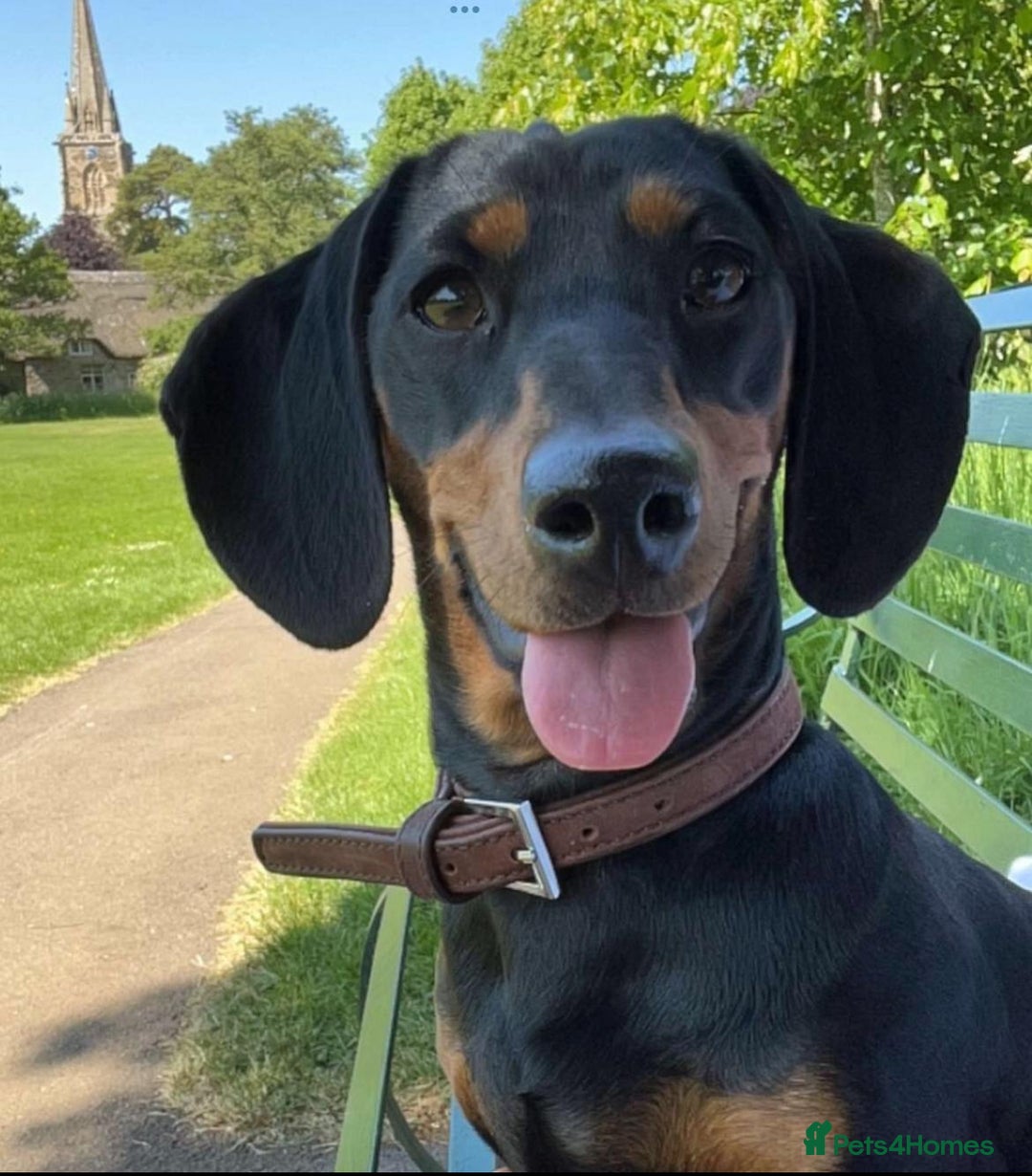 Miniature Dachshund dogs for sale: Miniature Dachshund Pups  in Banbury - Image 14