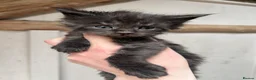 Maine Coon cats for sale: Stunning pedigree Maine coon kittens TICA  - Advert 9