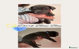 Cane Corso dogs for sale: 💎STUNNING Cane corso puppies 💎 - Image 3