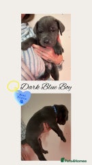Cane Corso Puppy 1