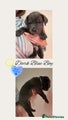 Cane Corso Puppy 1