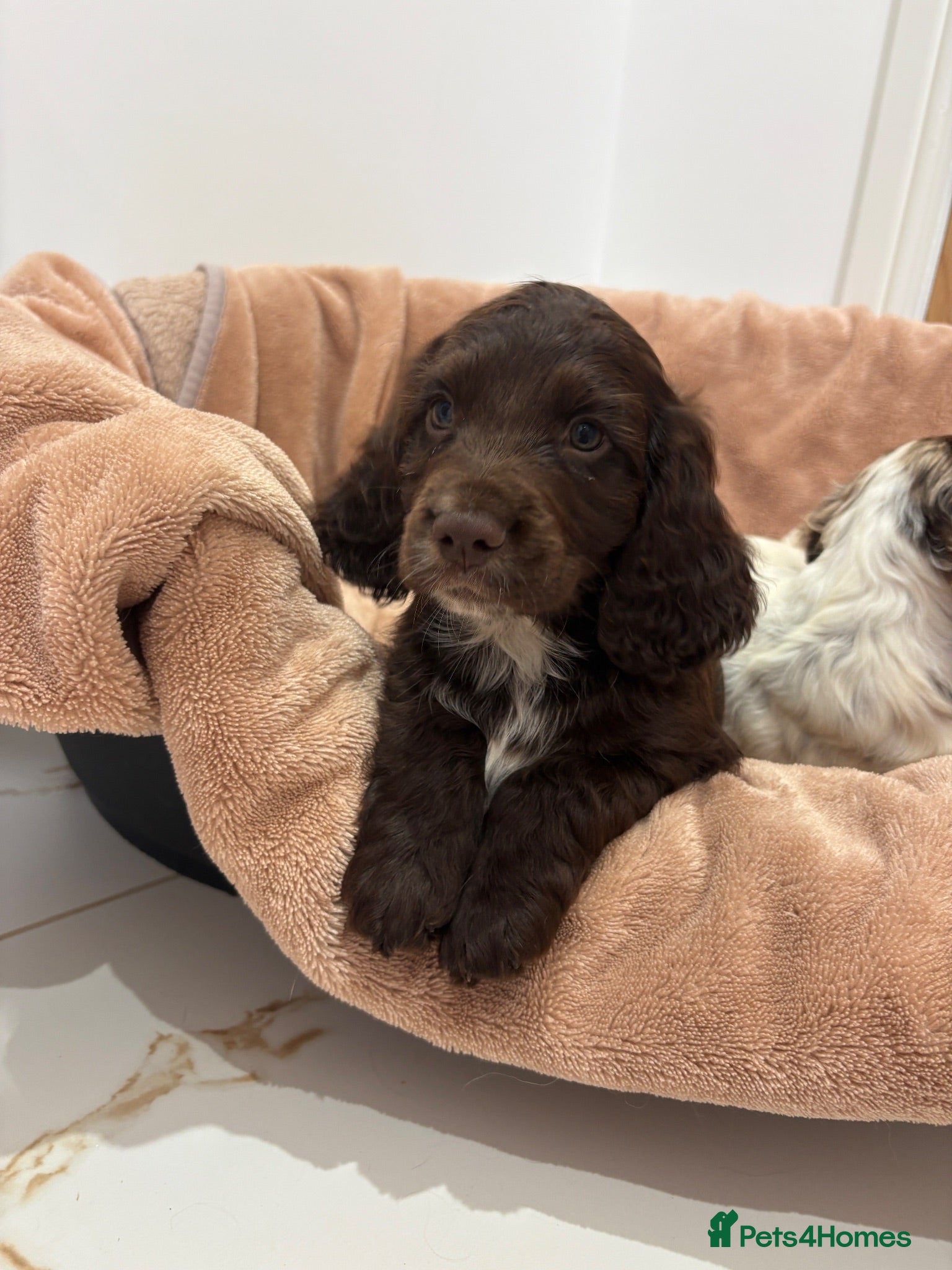 Cocker Spaniel dogs Working cocker spaniel puppies  - Advert 1