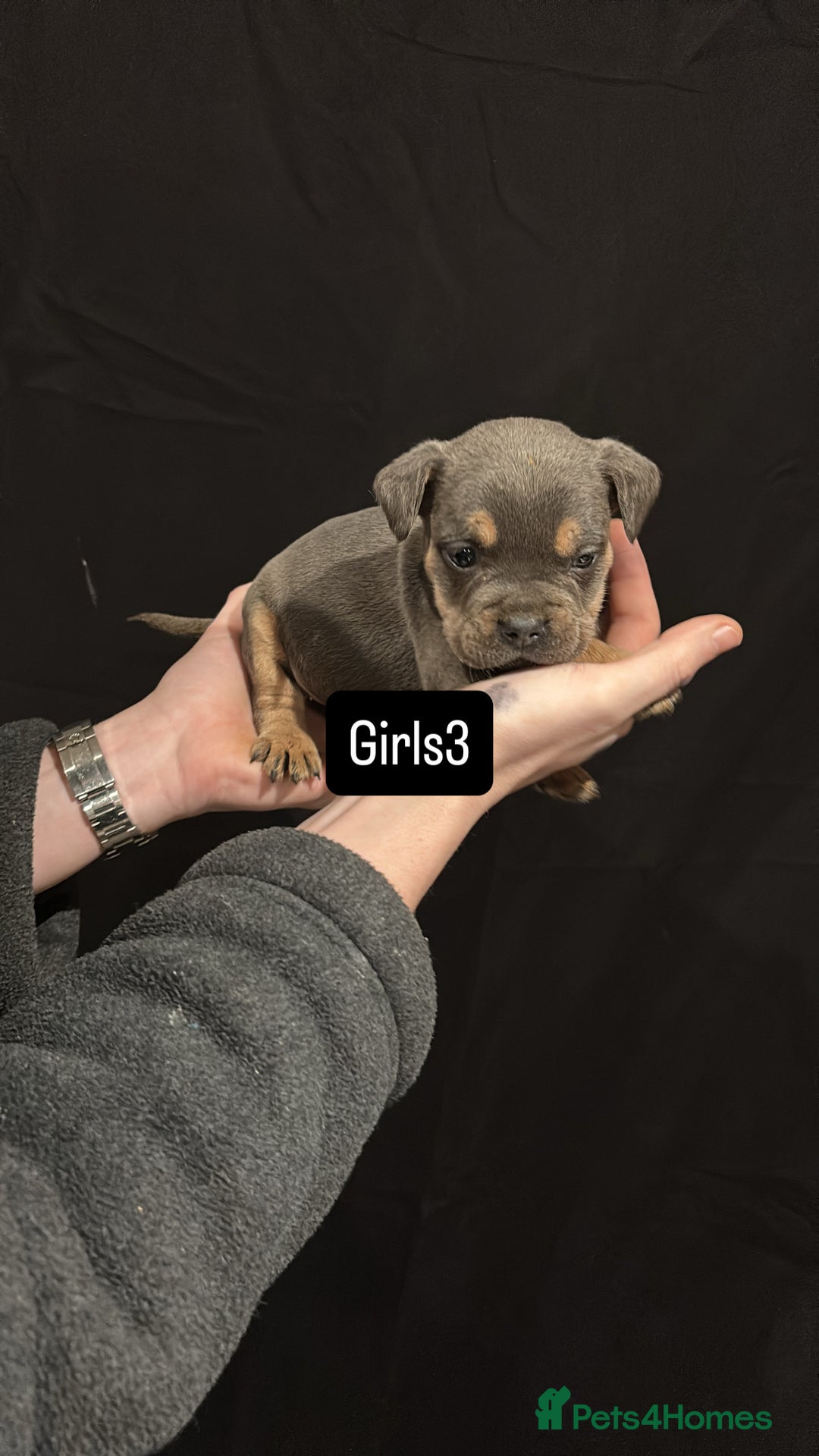 American Bulldog dogs for sale: Pocket bully’s  - Advert 11