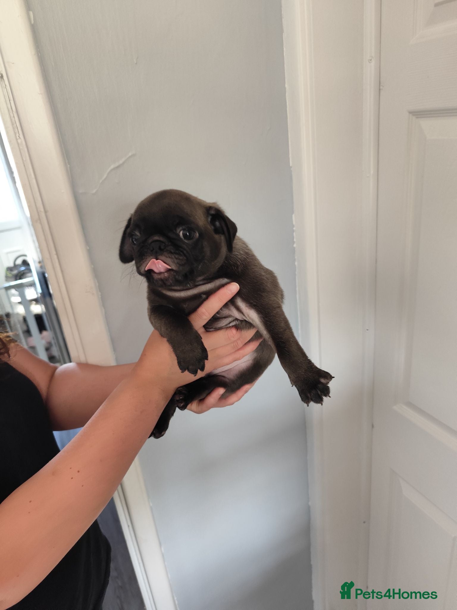 Pug dogs Pug puppies for sale - Advert 2