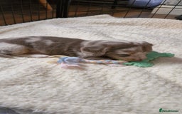 Miniature Dachshund dogs for sale: Longhaired miniature dachshunds  - Image 24