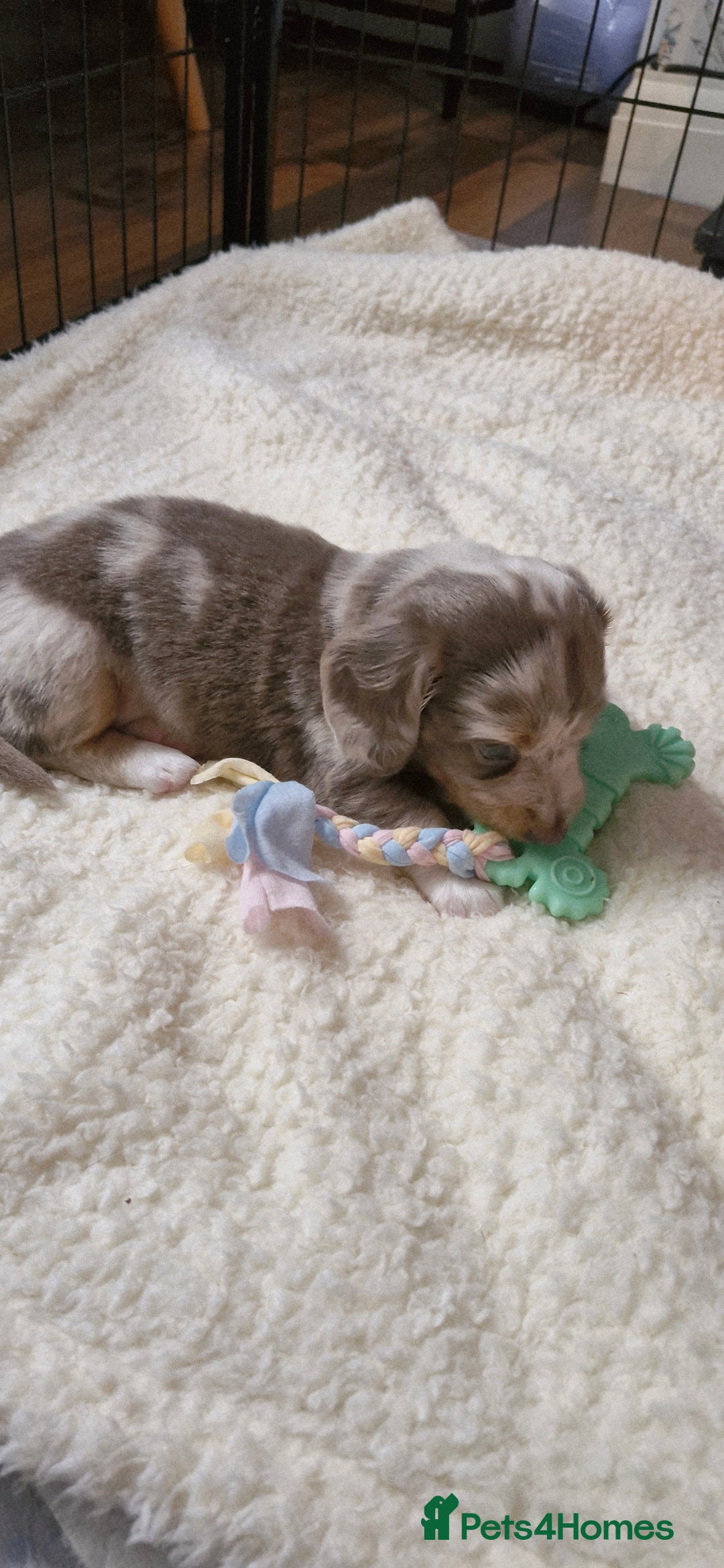 Miniature Dachshund dogs for sale: Longhaired miniature dachshunds  - Image 24