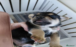 Jack Russell dogs for sale: Jack Russell Puppies - Image 16