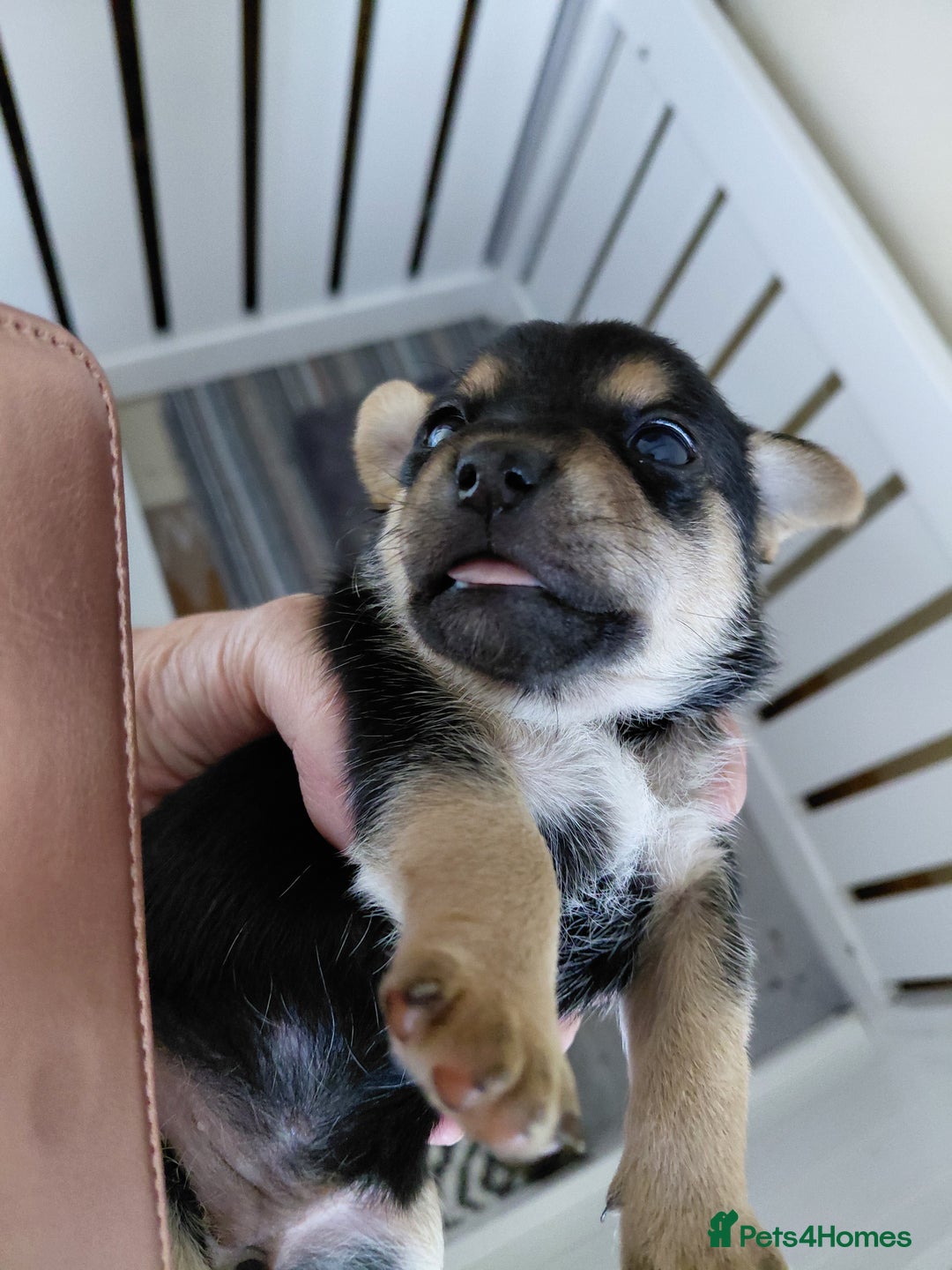 Jack Russell dogs for sale: Jack Russell Puppies - Image 16