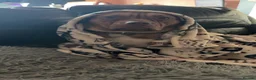 American Bulldog dogs for sale: Female American bulldog Ragnar  - Advert 6