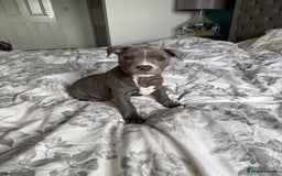 Staffordshire Bull Terrier dogs for sale: 1 BITCH LEFT !Blue BULLSCAFF Blood🩸line - Image 1