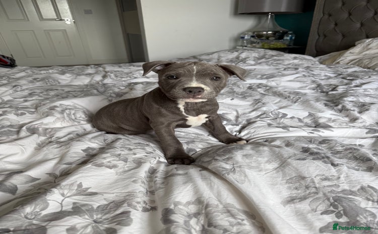 Staffordshire Bull Terrier dogs - Advert 15