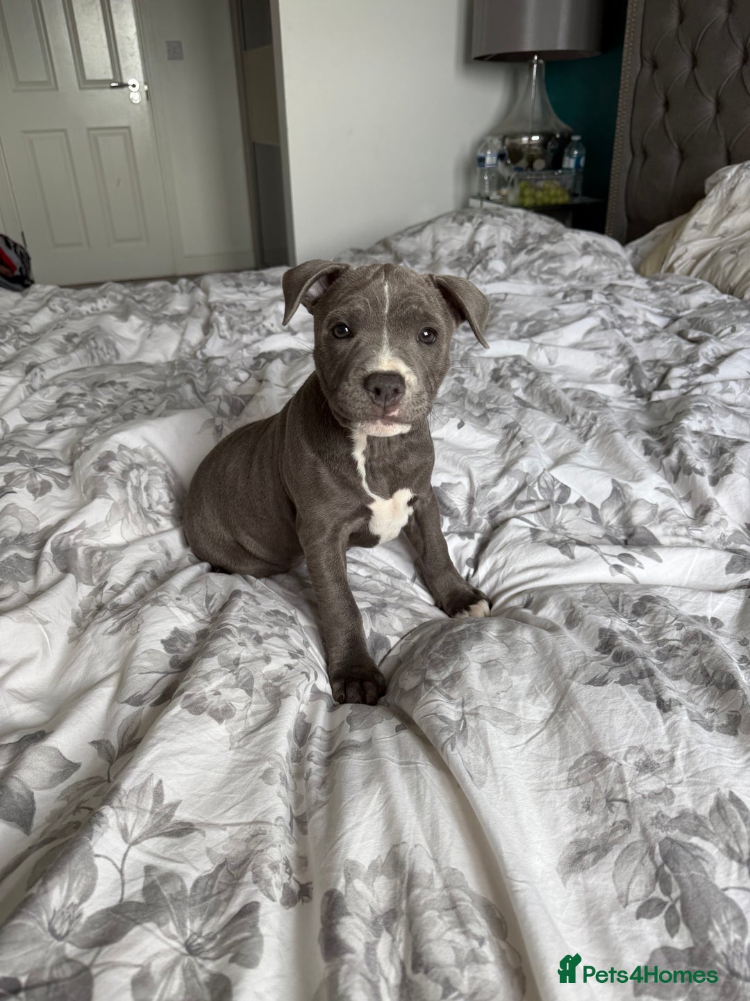 Staffordshire Bull Terrier dogs for sale: 1 BITCH LEFT !Blue BULLSCAFF Blood🩸line - Image 1