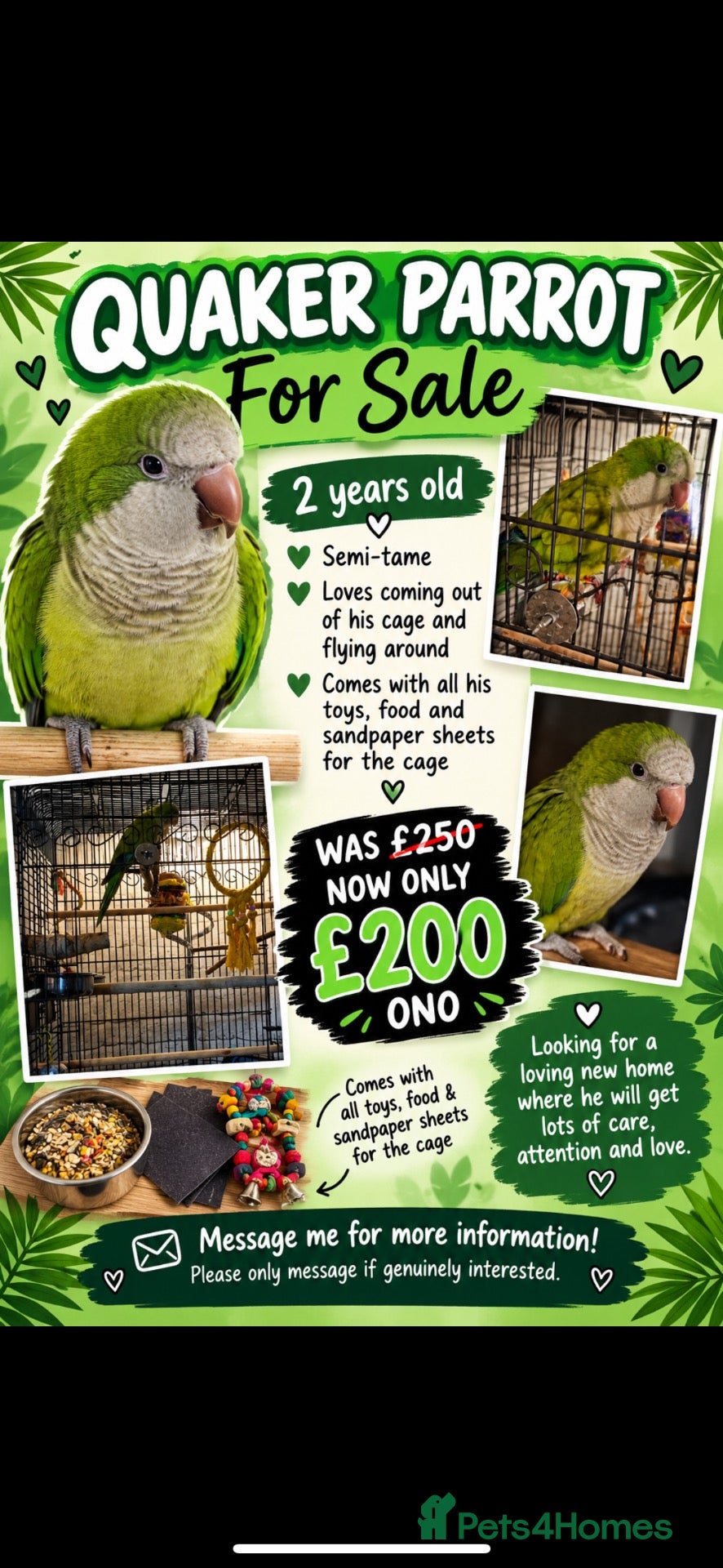Parrots birds for sale: Quacker parrot for sale  - Advert 1