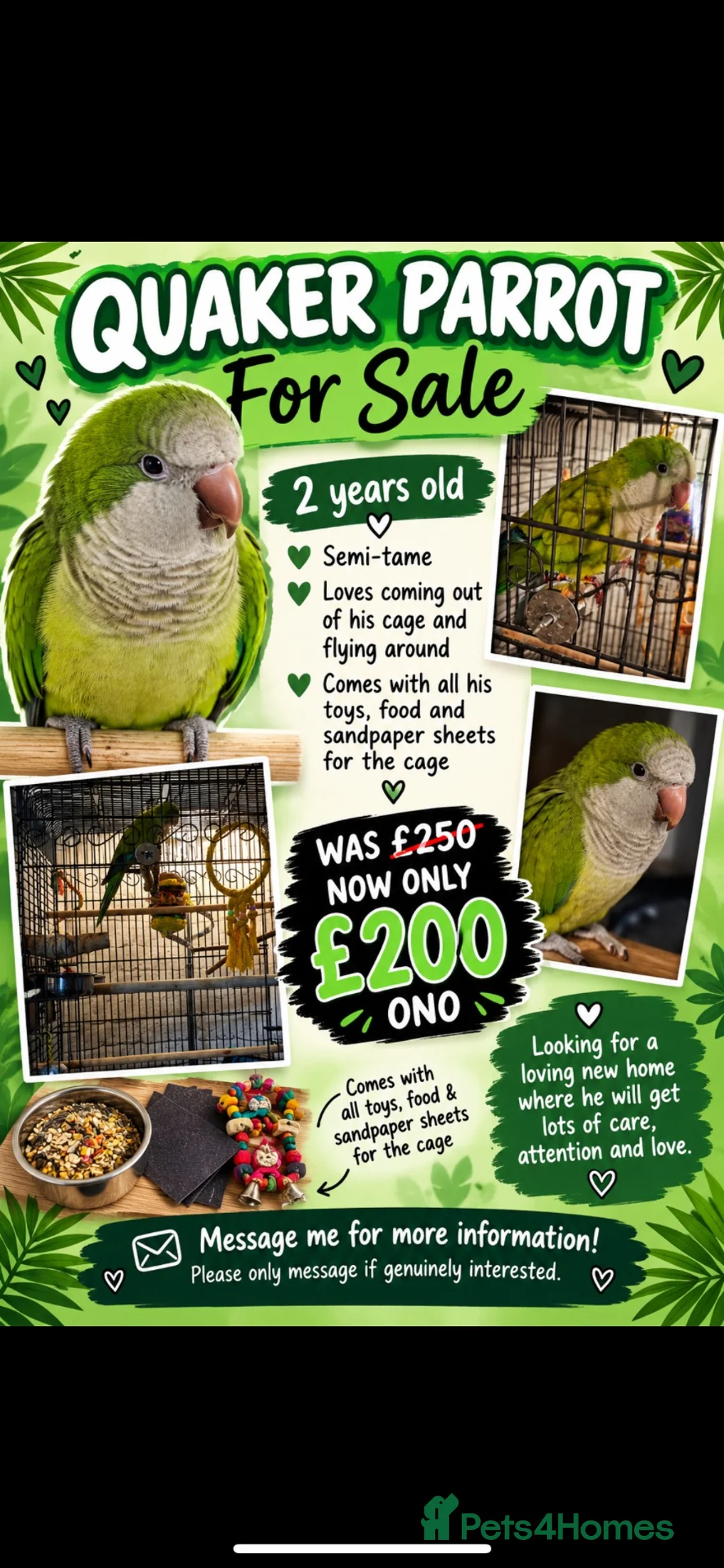 Parrots birds for sale: Quacker parrot for sale  in Walsall - Advert 1
