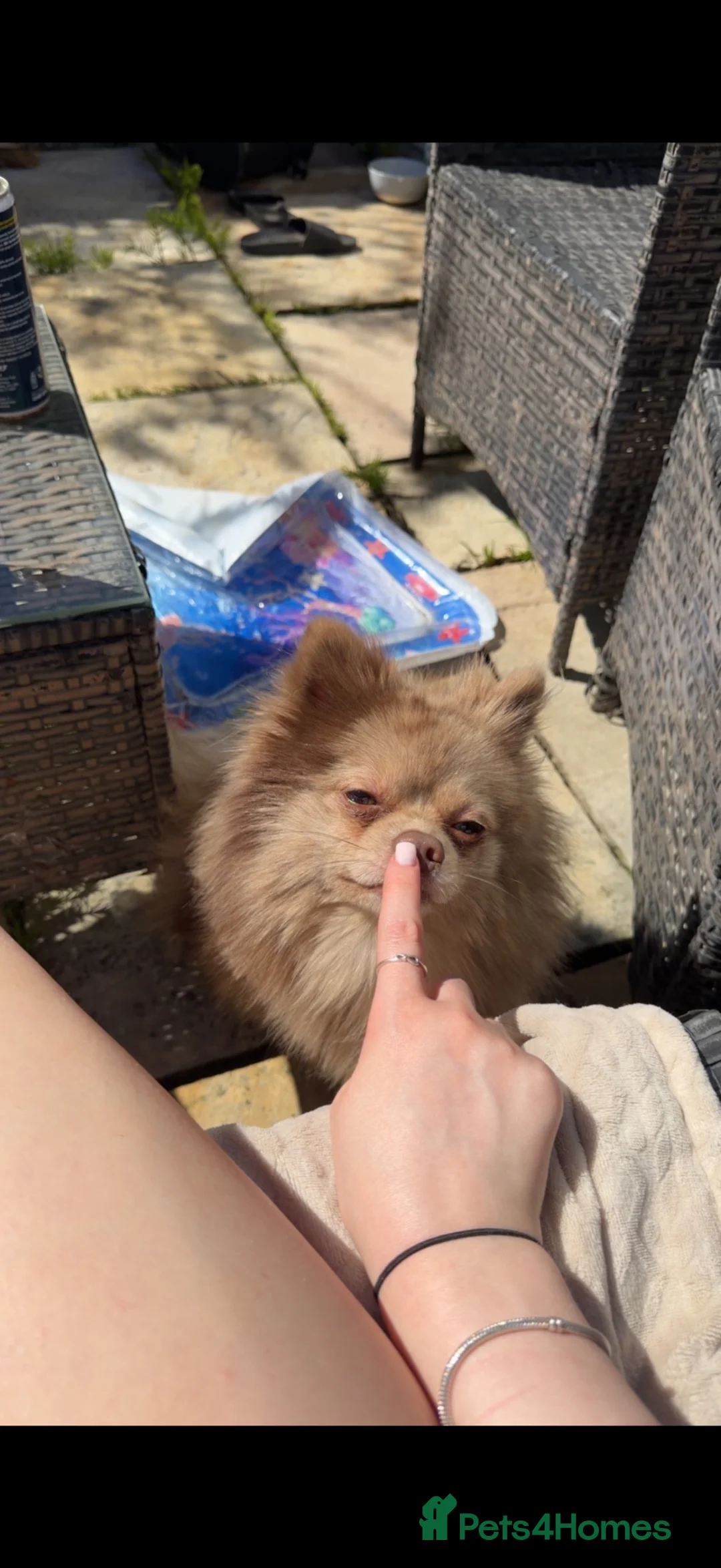Pomeranian dogs for sale: beaver/liver pomeranian, not merle - Advert 8
