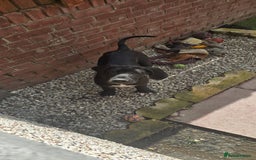 Great Dane dogs for sale: 1M 1F Great Dane pups looking for their new homes. in Bathgate - Image 4