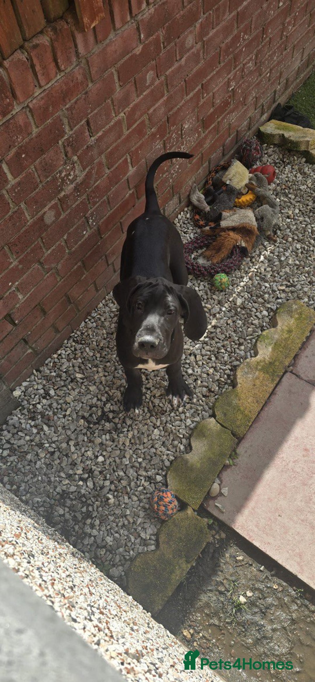 Great Dane dogs for sale: 1M 1F Great Dane pups looking for their new homes. in Bathgate - Image 4