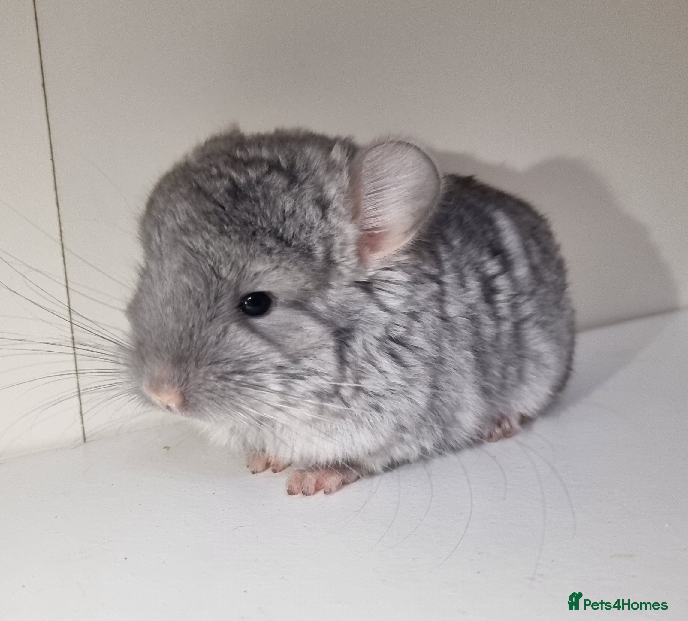 Chinchilla rodents Sapphire Velvet RPAC (Male) Chinchilla kit - Advert 3