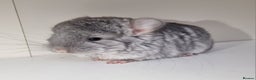 Chinchilla rodents for sale: Sapphire Velvet RPAC (Male) Chinchilla kit - Advert 3