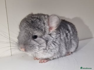 Chinchilla rodents Sapphire Velvet RPAC (Male) Chinchilla kit - Advert 15