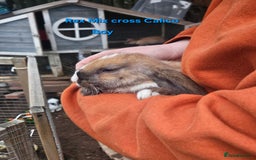 Rex rabbits for sale: Baby Bunny Rabbits  - Image 5