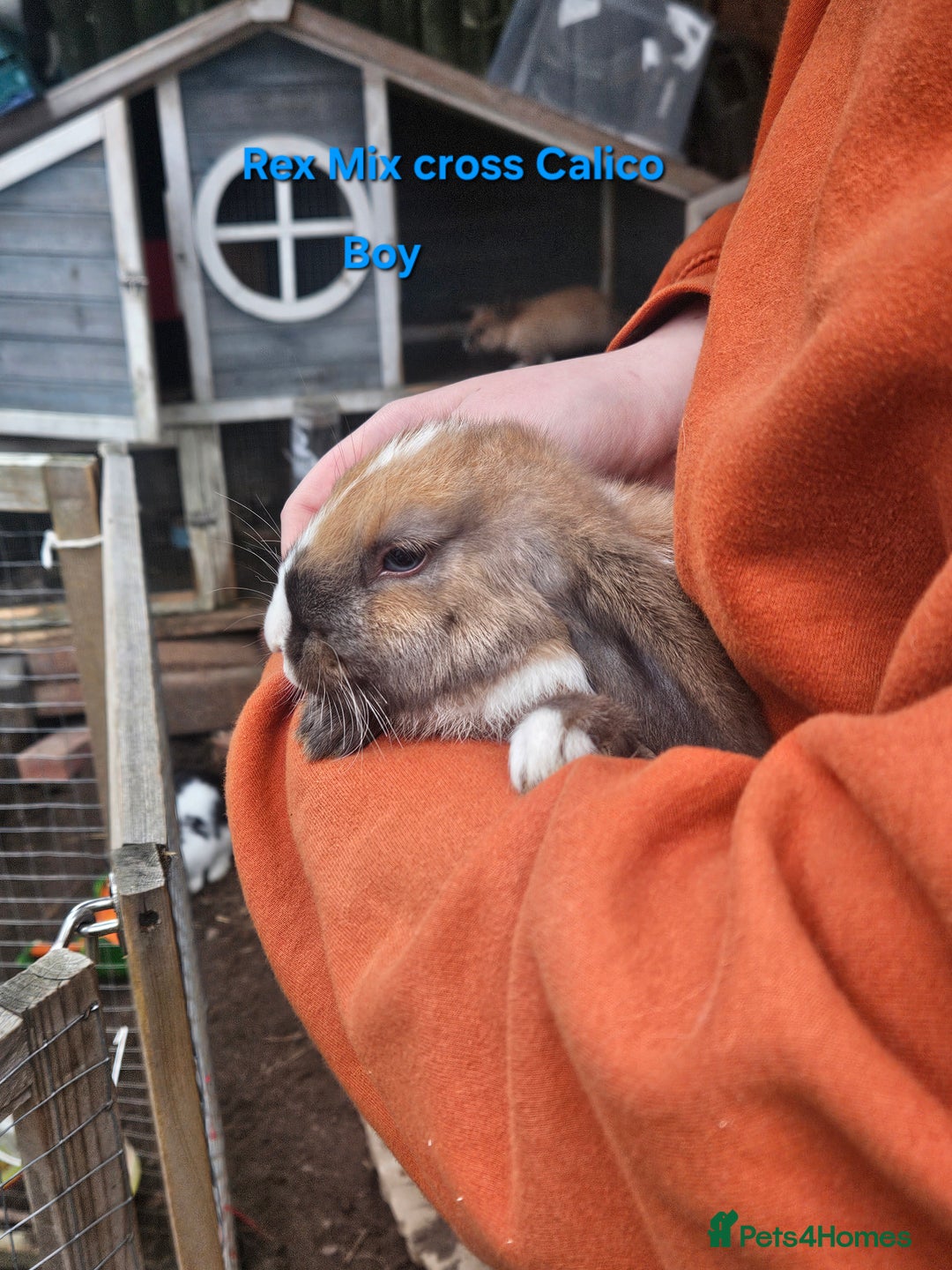 Rex rabbits for sale: Baby Bunny Rabbits  - Image 5