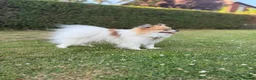 Pomeranian dogs for stud: Rare Parti Pomeranian stud available immediately  - Advert 5