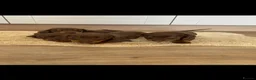Dachshund dogs for sale: Chocolate tri dachshund in Bury Saint Edmunds - Advert 2