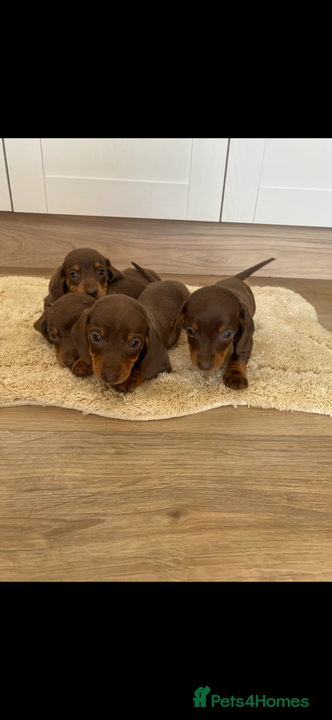 Dachshund dogs for sale: Chocolate tri dachshund in Bury Saint Edmunds - Advert 2