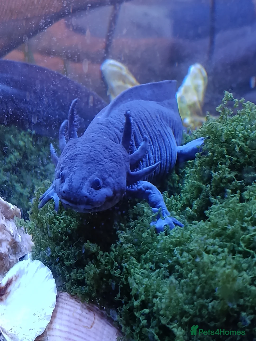Axolotl reptiles for sale: Rare Axolotl melanoid  - Advert 1