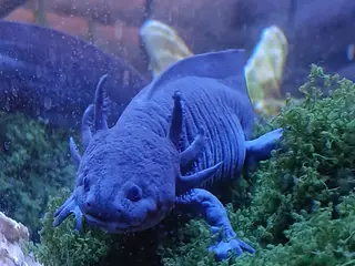 Axolotl reptiles Rare Axolotls (melanoid and starburst) - Advert 5