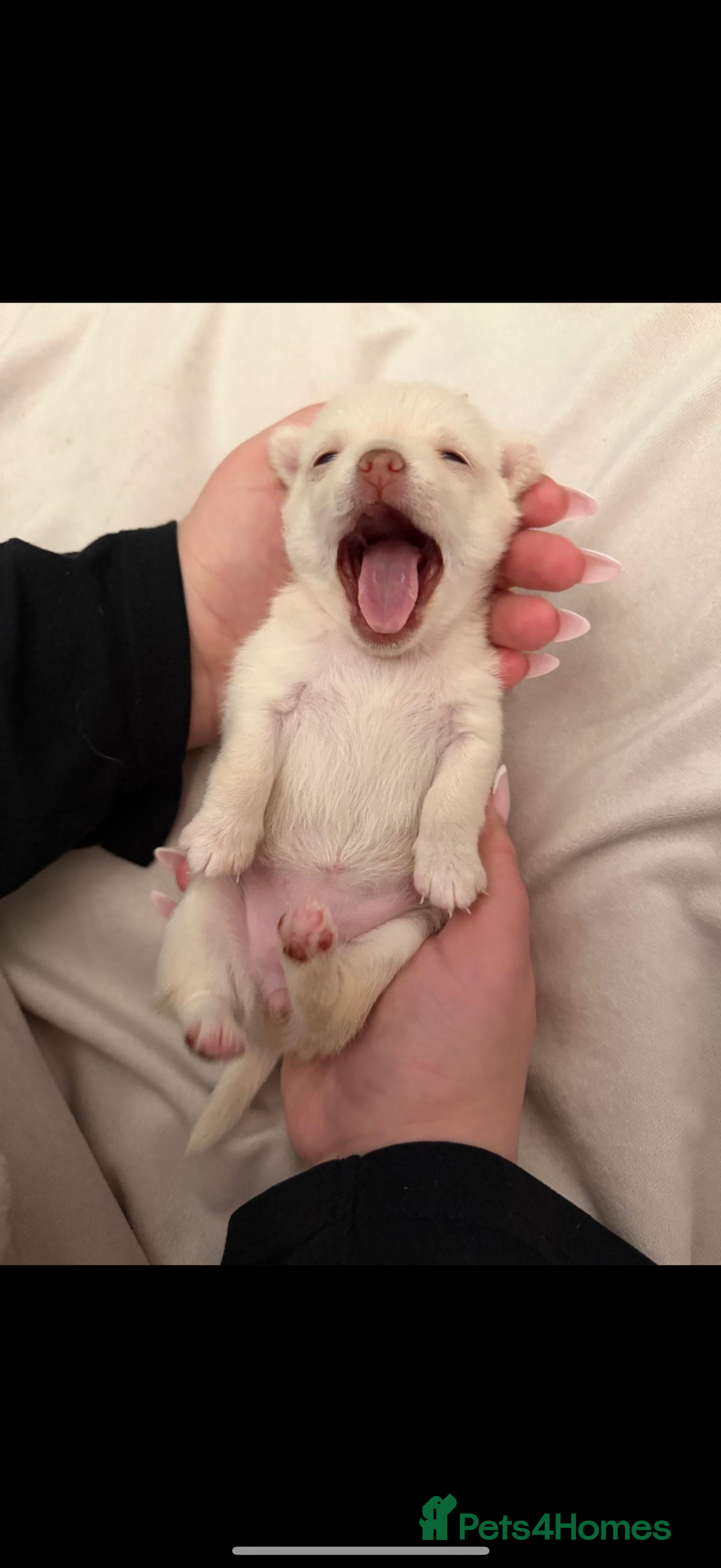 Chihuahua dogs for sale: Beautiful Cream & chocolate tan Chihuahuas! - Advert 3