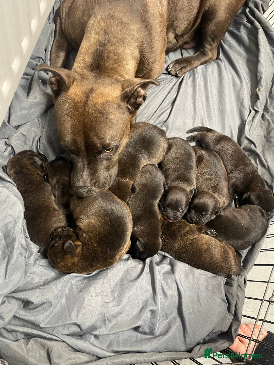 Mixed Breed dogs for sale: Staffy X Rottweiler puppies for sale - Image 8