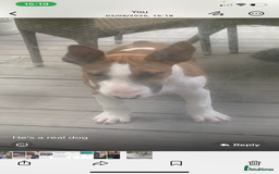 English Bull Terrier dogs for sale: 7 month old English bull terrier  - Image 3